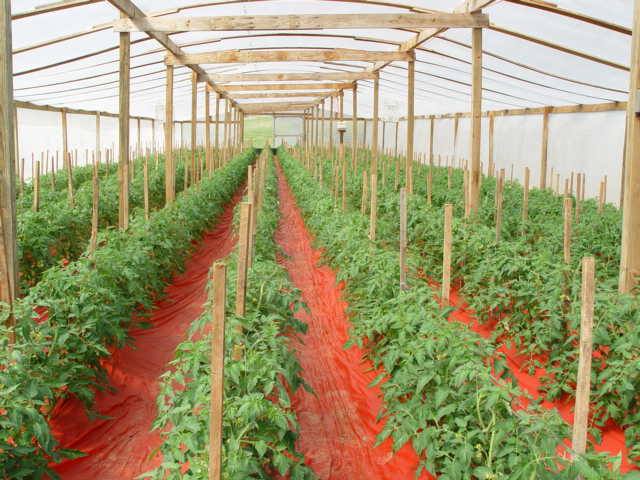 Rows of crops in a green house