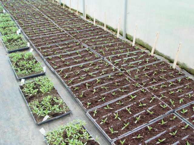 Newly sprouted plants