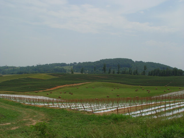 Overlooking crops