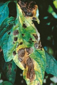 Early Blight Tomato