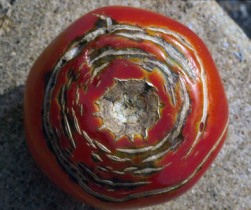 Fruit Cracking example 2