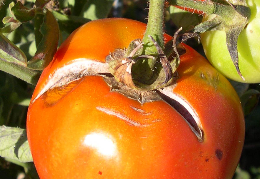 Cracking Insect Tomato Disease and Insect ID | Grainger County
