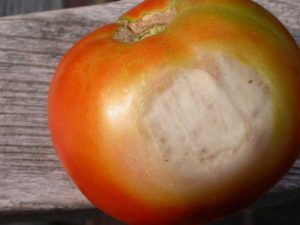 Tomato Sunscalding