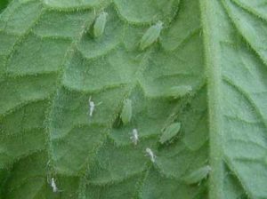 aphid