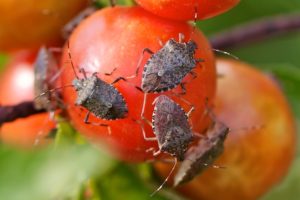 brown-marmorated-stink-bug