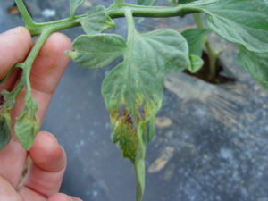 frost damage