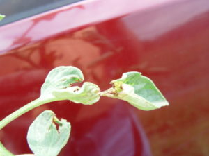 frost damage