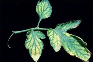 magnesium deficiency example