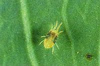 Spider Mite