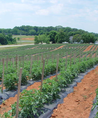 Rows of Crops 