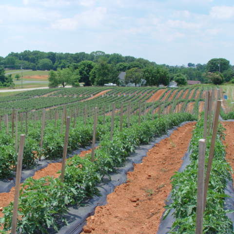 row of crops in a field 
