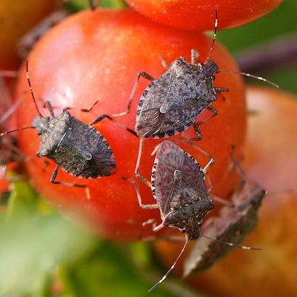 Brown Marmorated Stink Bug on plant 