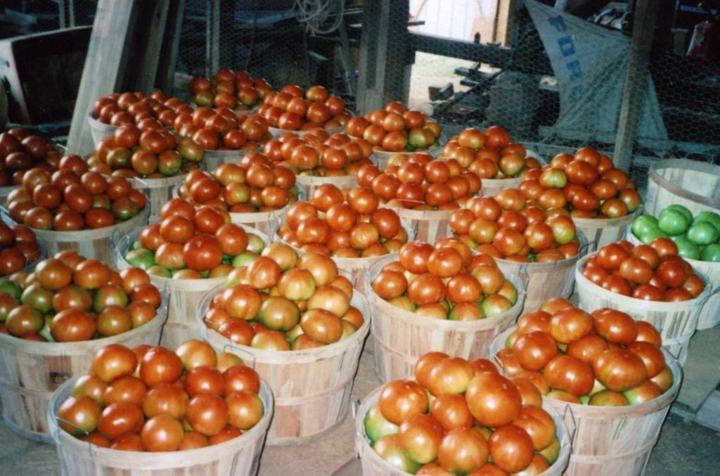 Multiple bushel baskets of tomatoes.