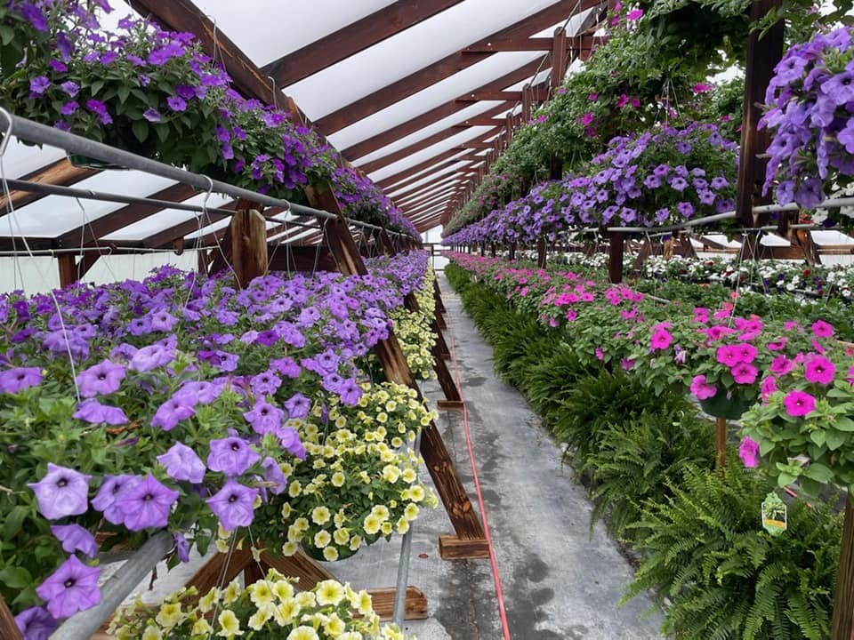 greenhouse full of hanging basket flowers 