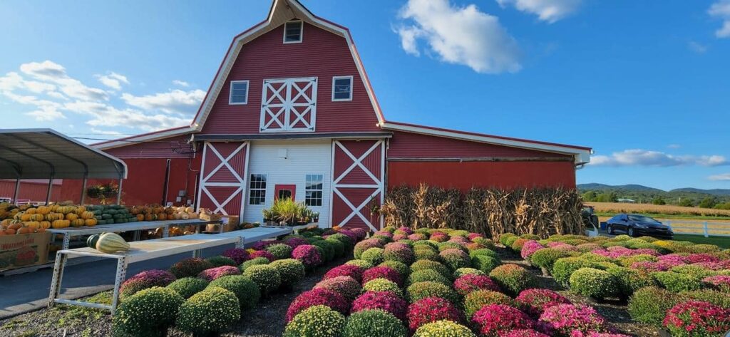 red barn building with mums and pumpkins out front 