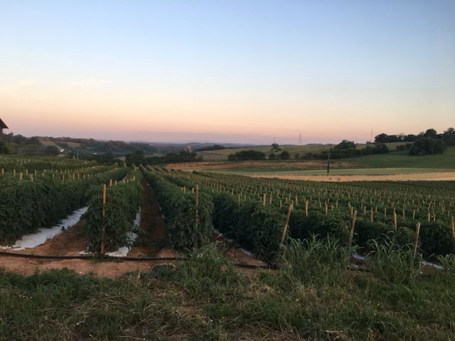 Field row crop of tomatoes at sunset 