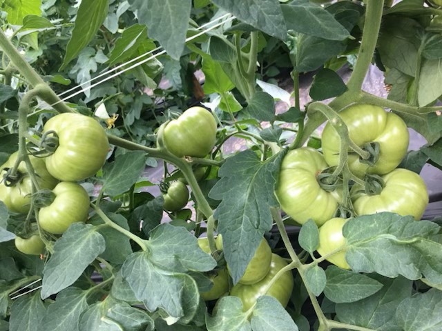 Tomatoes on the vine